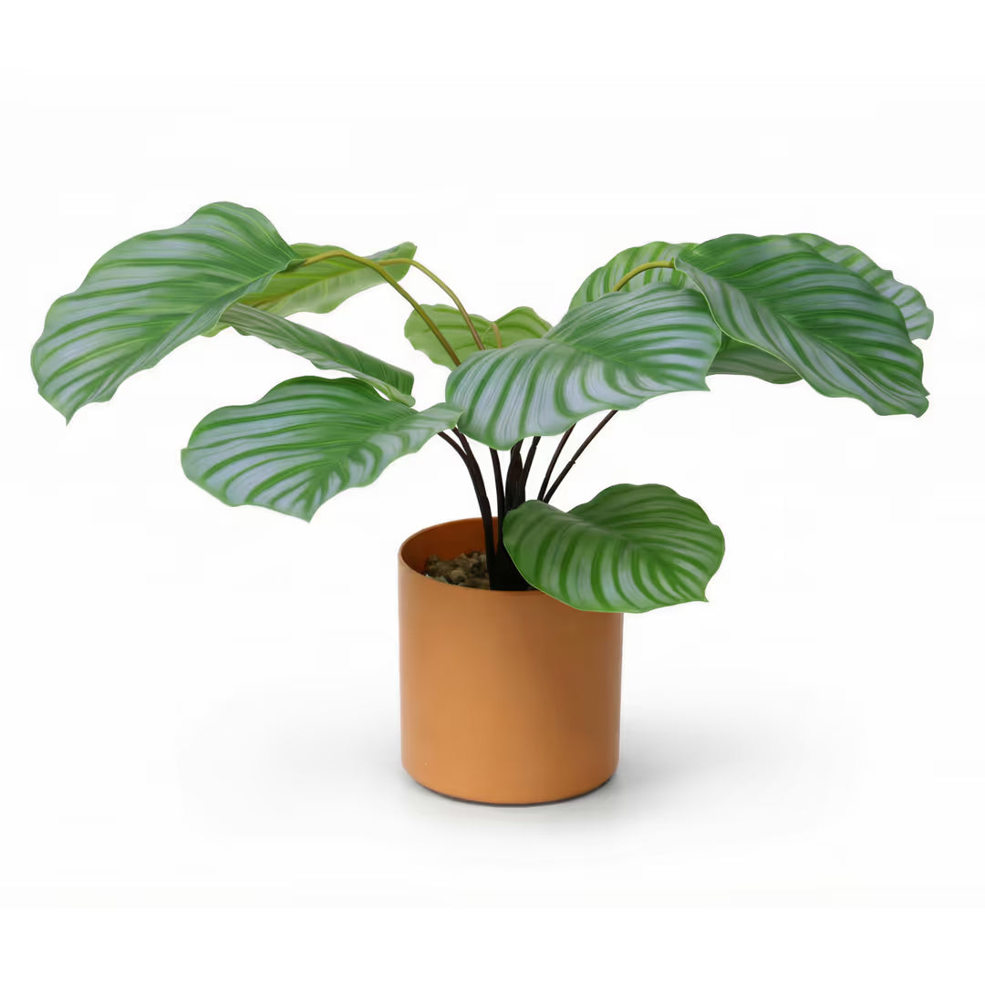 ASIAKASPALAUTUS - Tekokasvi 45 cm