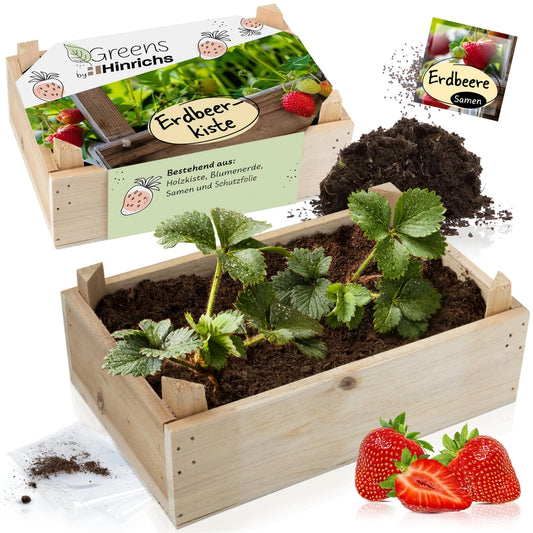 UUSI - Kasvatussetti (mansikka)