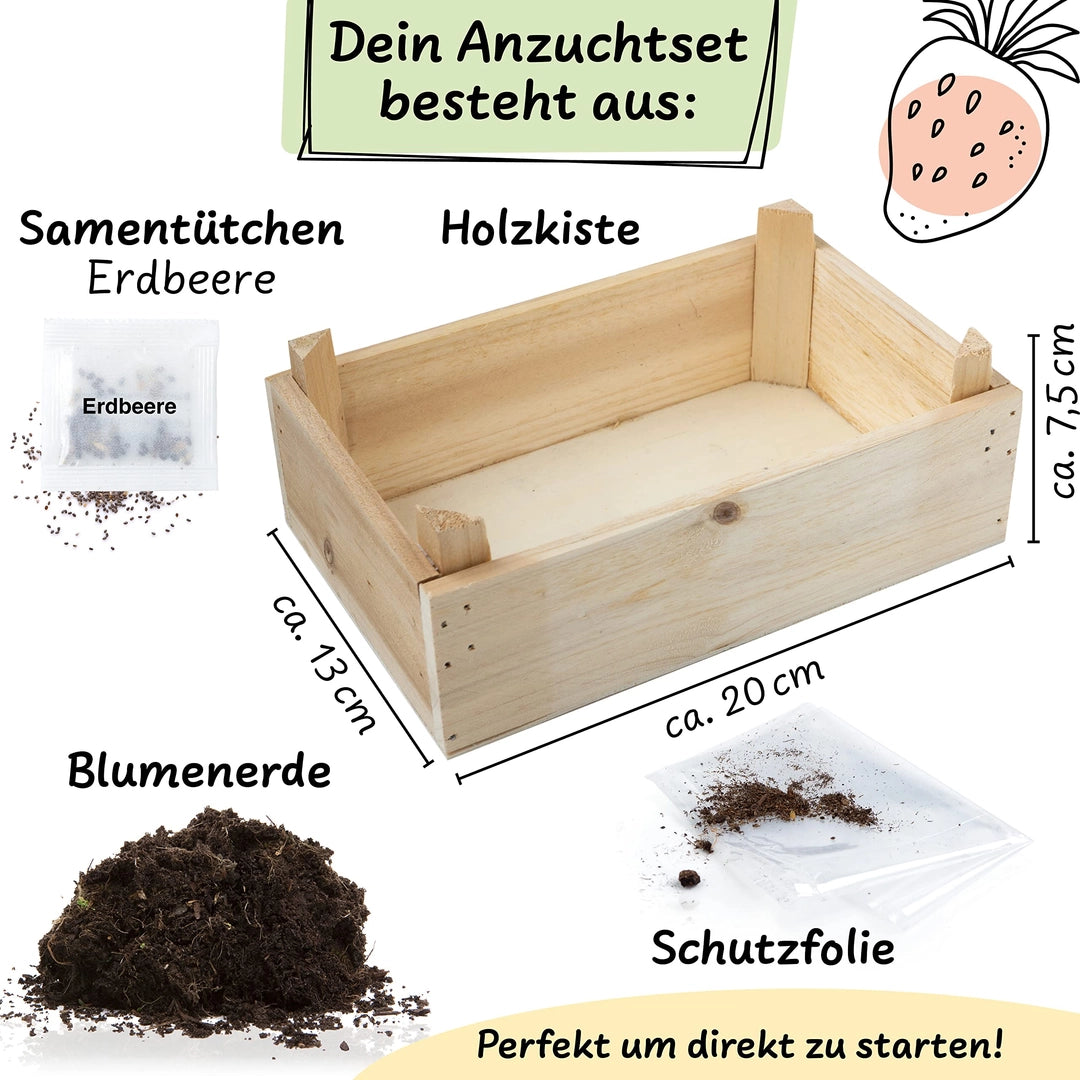 UUSI - Kasvatussetti (mansikka)