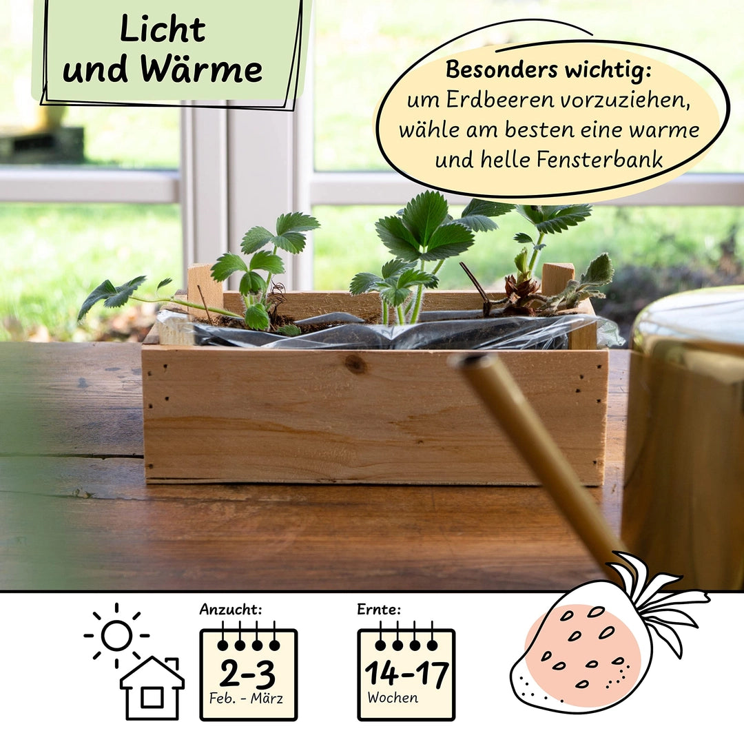 UUSI - Kasvatussetti (mansikka)