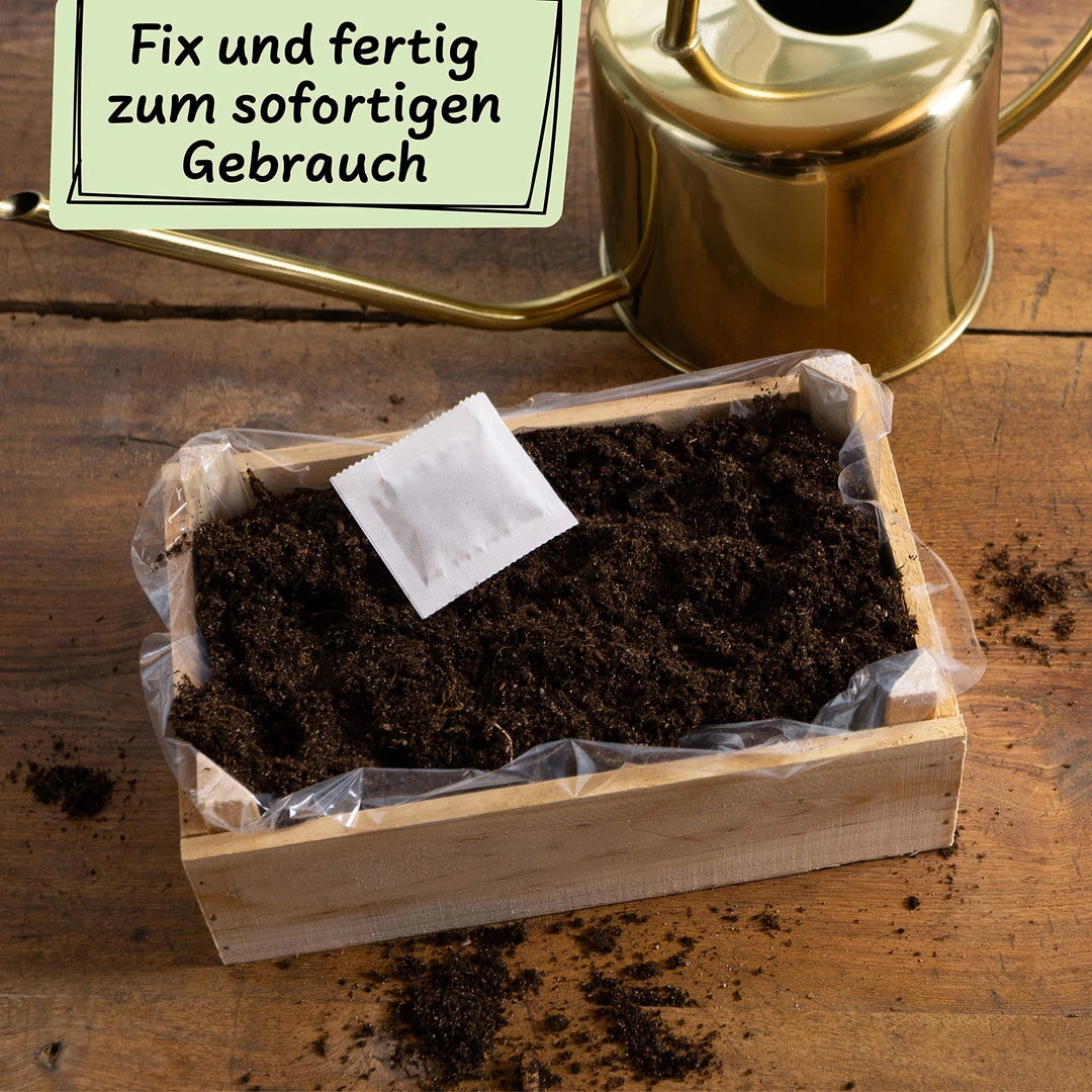 UUSI - Kasvatussetti (mansikka)