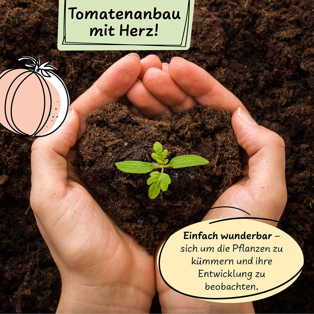 UUSI - Kasvatussetti (tomaatti)